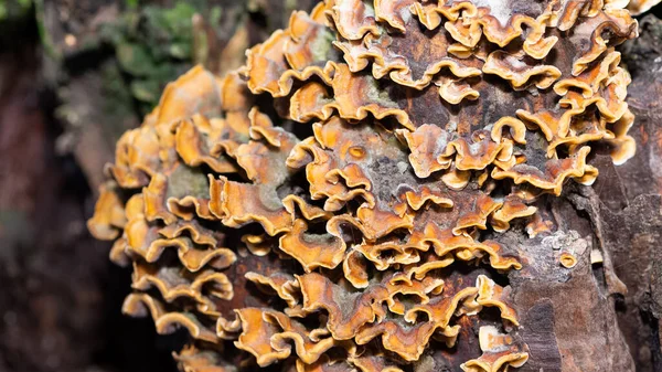 Fotos Von Pilzen Die Auf Baumwurzeln Wachsen — Stockfoto