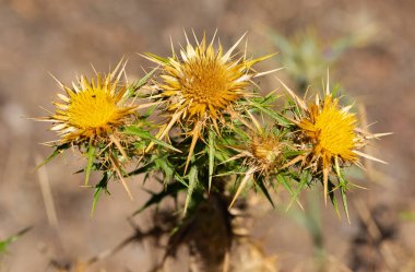 Vahşi bitkiler. vahşi diken fotoğrafları.