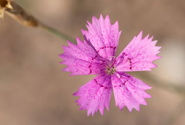 Wildblumen Wilde Nelkenblüte — Stockfoto