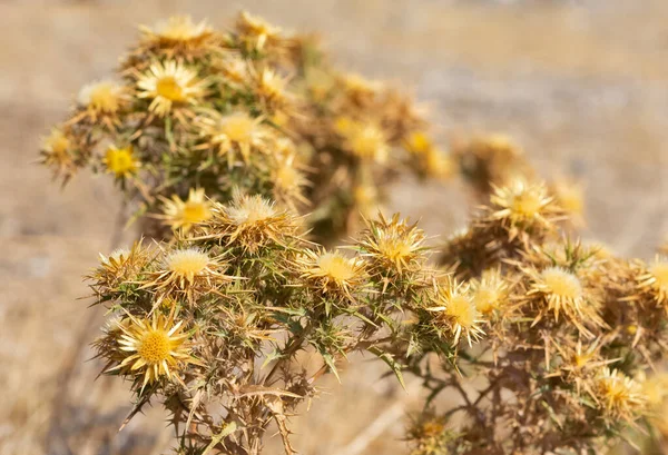 Wildpflanzen Wilddornfotos — Stockfoto