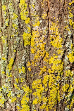 Vahşi bitkilerin, ağaç yosunlarının fotoğrafları..