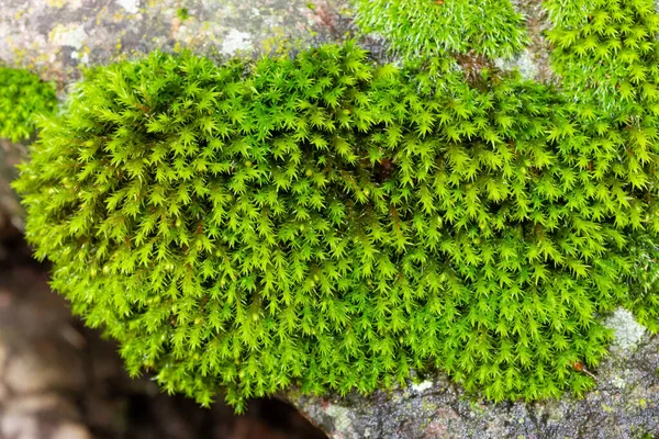 Photos Wild Plants Stone Algae — Stock Photo, Image