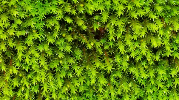 野生植物や石藻類の写真です — ストック写真