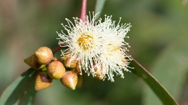 Sıcak bölge ağaçlarının fotoğrafları, okaliptüs çiçekleri.