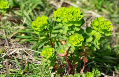 Vahşi bitler, iyileştirici çiçek resimleri..