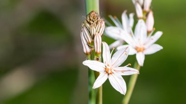 Doğada kendiliğinden büyüyen tıbbi bitkiler.