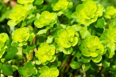 Vahşi bitler, iyileştirici çiçek resimleri..