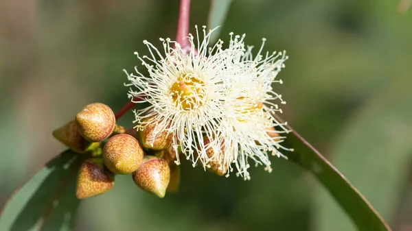 Sıcak bölge ağaçlarının fotoğrafları, okaliptüs çiçekleri.