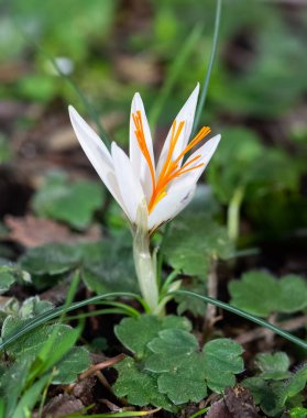 Yaban çiçeklerinin fotoğrafları, Beyaz Crocus