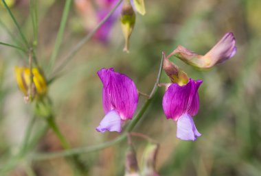 Kır çiçeklerinin ve kır çiçeklerinin fotoğrafları