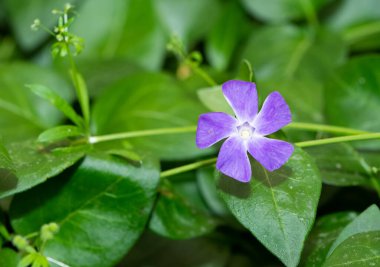 Huzurlu çiçekler ve doğal çevre