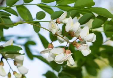 Kır çiçeklerinin ve kır çiçeklerinin fotoğrafları