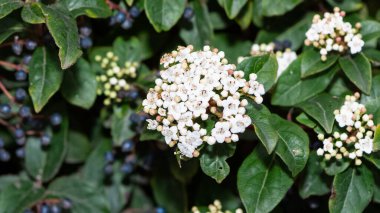 Doğal alanlarda büyüyen beyaz çiçeklerin fotoğrafları
