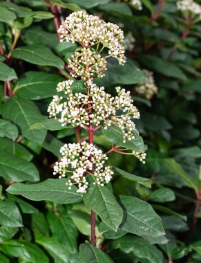 Doğal alanlarda büyüyen beyaz çiçeklerin fotoğrafları