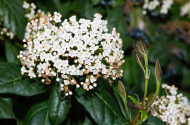 Doğal alanlarda büyüyen beyaz çiçeklerin fotoğrafları
