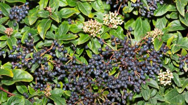 Doğal alanlarda büyüyen beyaz çiçeklerin fotoğrafları