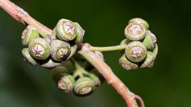 Sıcak bölge ağaçlarının fotoğrafları, okaliptüs çiçekleri.