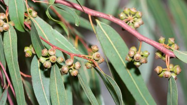 Sıcak bölge ağaçlarının fotoğrafları, okaliptüs çiçekleri.