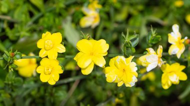 Sarı Yasemin Çiçeğinin Fotoğrafları