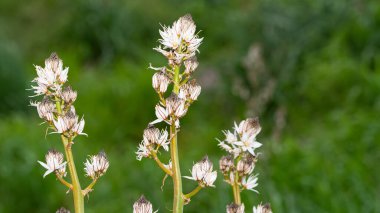 Doğada kendiliğinden büyüyen tıbbi bitkiler.