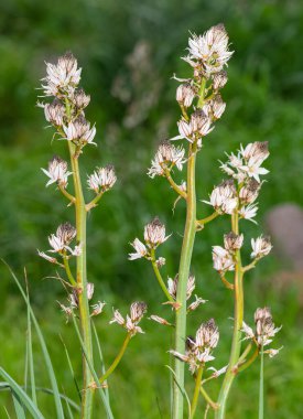Doğada kendiliğinden büyüyen tıbbi bitkiler.