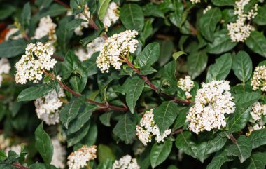 Doğal alanlarda büyüyen beyaz çiçeklerin fotoğrafları