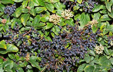 Doğal alanlarda büyüyen beyaz çiçeklerin fotoğrafları