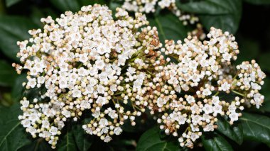 Doğal alanlarda büyüyen beyaz çiçeklerin fotoğrafları