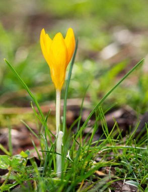 Yaban çiçeklerinin fotoğrafları, sarı Crocus