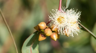 Sıcak bölge ağaçlarının fotoğrafları, okaliptüs çiçekleri.