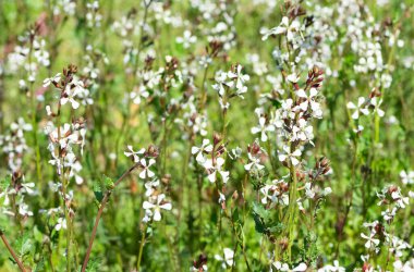 Salata yapımında kullanılan yeşil bitkiler. Tarlada büyüyen roket fabrikası çiçek açtı..