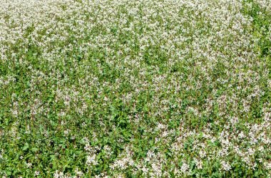 Salata yapımında kullanılan yeşil bitkiler. Tarlada büyüyen roket fabrikası çiçek açtı..