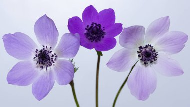 Arkaplan için beyaz arkaplanda şakayıkların fotoğrafları