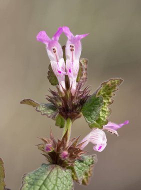 yabani bitkiler, tıbbi bitkiler, tıbbi çiçekler...