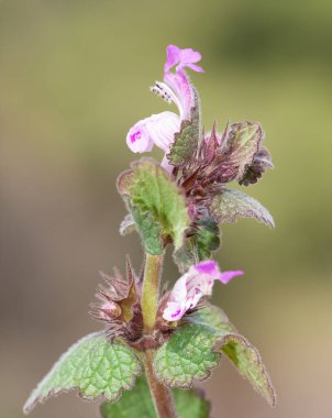 yabani bitkiler, tıbbi bitkiler, tıbbi çiçekler...