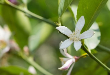 Vahşi bitkiler, beyaz limon çiçekleri
