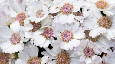 Çeşitli bahçe çiçekleri, çeşitli papatyalar.