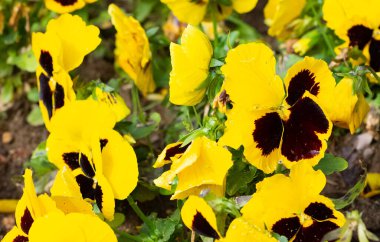 çeşitli bahçe çiçekleri, bahçe menekşeleri.