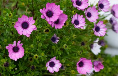 Çeşitli bahçe çiçekleri, çeşitli papatyalar.