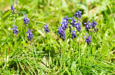 Vahşi çiçeklerin, vahşi sümbüllerin fotoğrafları.