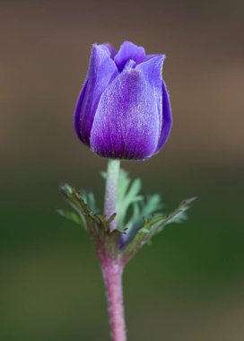 Çeşitli kır çiçeklerinin fotoğrafları, şakayık çiçekleri.