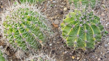Dikenli saksı bitkileri, çöl bitkileri, çeşitli kaktüsler.
