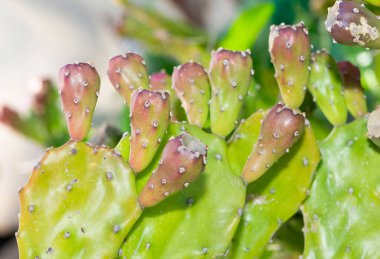 Dikenli saksı bitkileri, çöl bitkileri, çeşitli kaktüsler.