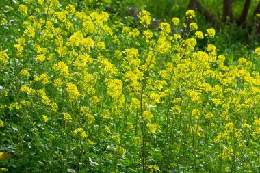 Şifalı bitkiler, şifalı bitkiler.