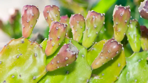 Dikenli saksı bitkileri, çöl bitkileri, çeşitli kaktüsler.