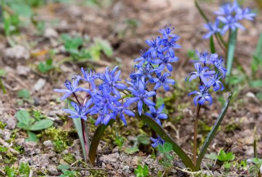 çeşitli çiçekler ve çiçek fotoğrafları