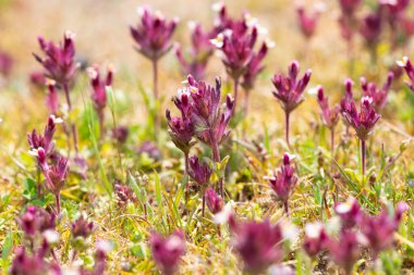 Vahşi bitkiler, çeşitli kırmızı kır çiçeklerinin fotoğrafları.