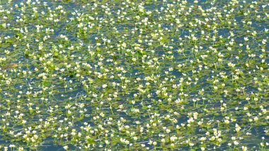 Beyaz çiçekli su bitkilerinin fotoğrafları.