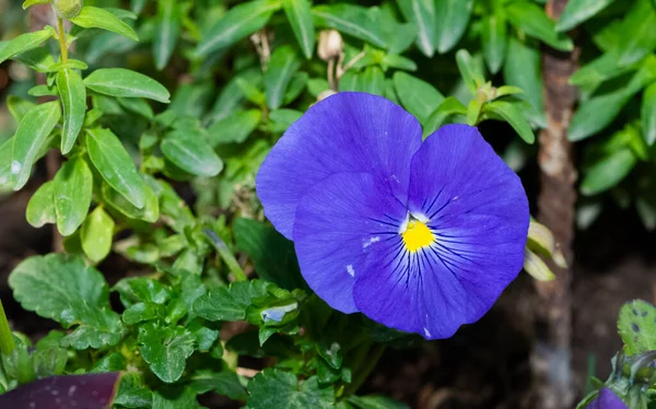 様々な庭の花 庭のバイオレット — ストック写真