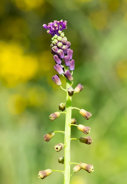 Volně Rostoucí Květiny Léčivé Rostliny Aromatické Květiny Hyacintové Fotografie — Stock fotografie